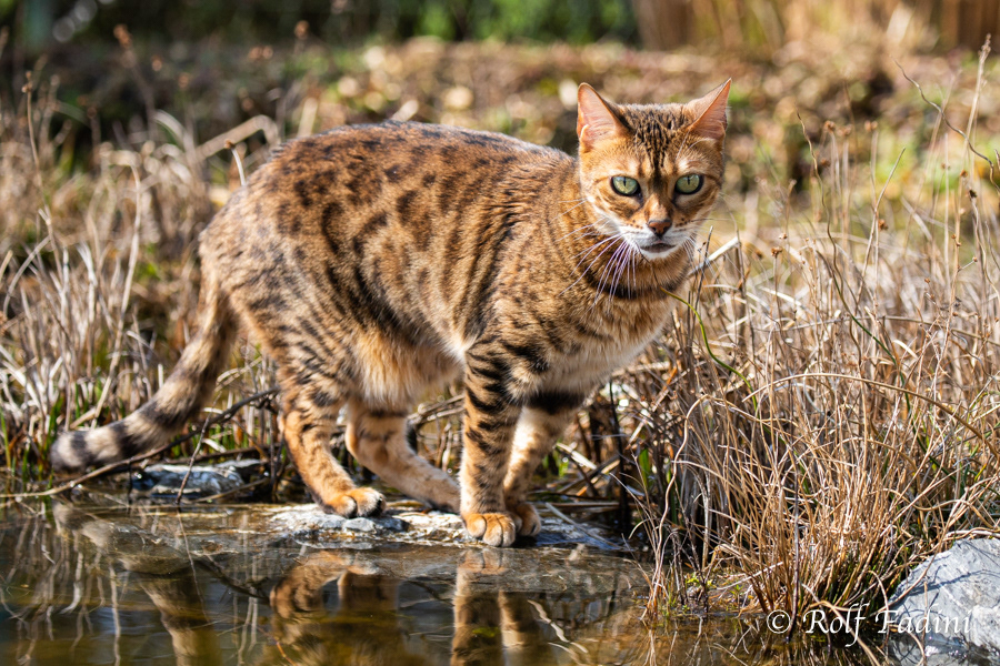Bengal Katze 34 - Katze