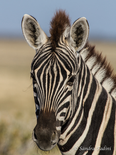 Steppenzebra (Equus quagga) 01 - Namibia