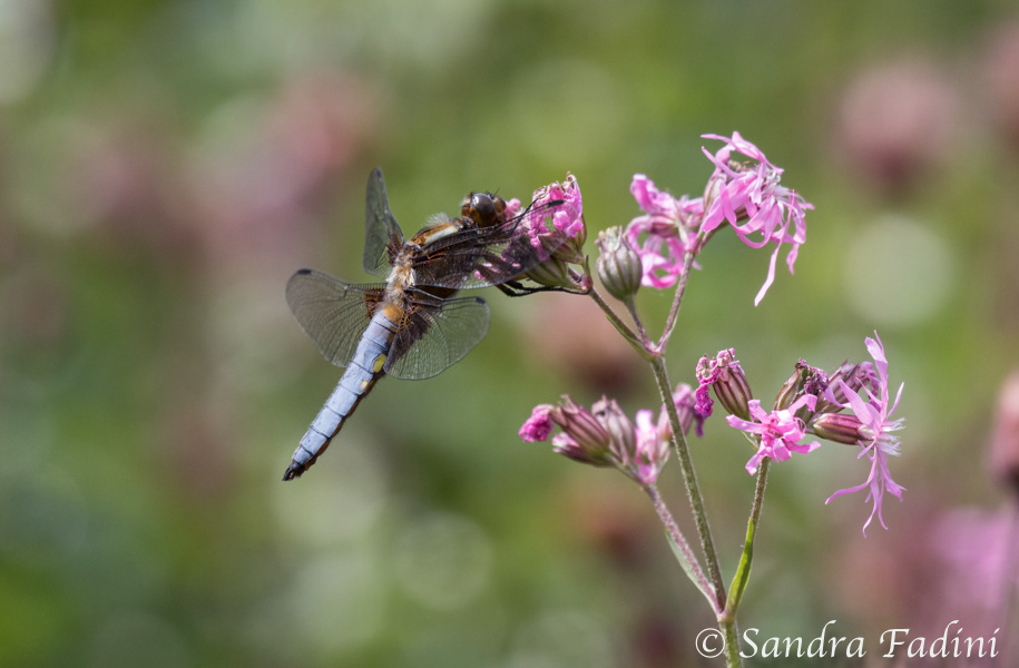 Plattbauch (Libellula depressa) 02 - Männchen