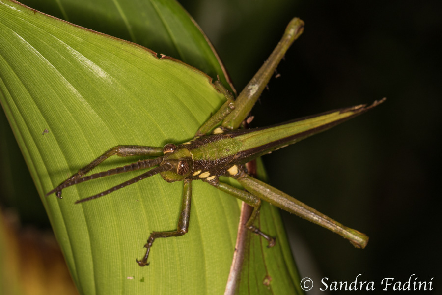Heuschrecke 01 - Costa Rica