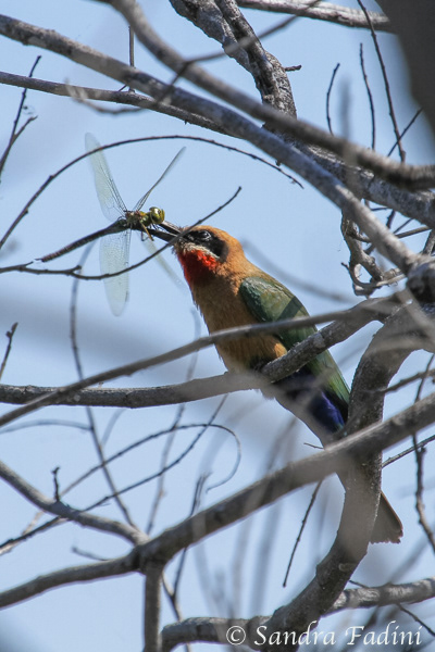 Weißstirnspint (M. bullockoides) 02 - mit Libelle (Namibia)