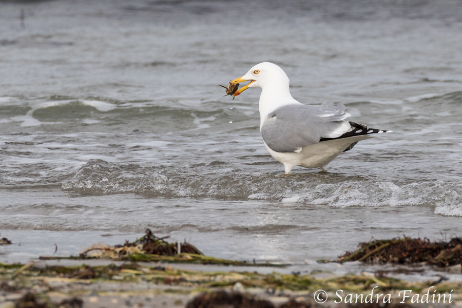 Mantelmöwe (Larus marinus) 01