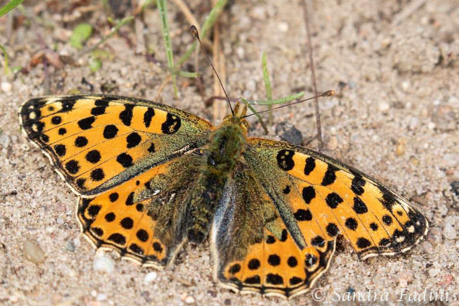 Kleiner Perlmutterfalter (Issoria lathonia L.) 01