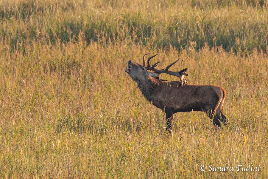 Rothirsch (Cervus elaphus) 03