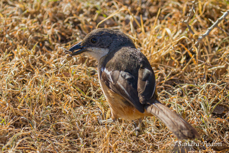 Flötenwürger (Laniarius ferrugineus) 03 - Südafrika