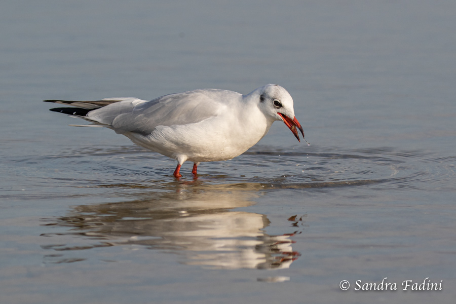Lachmöwe (Chroicocephalus ridibundus) 03 - Altvogel im Winterkleid