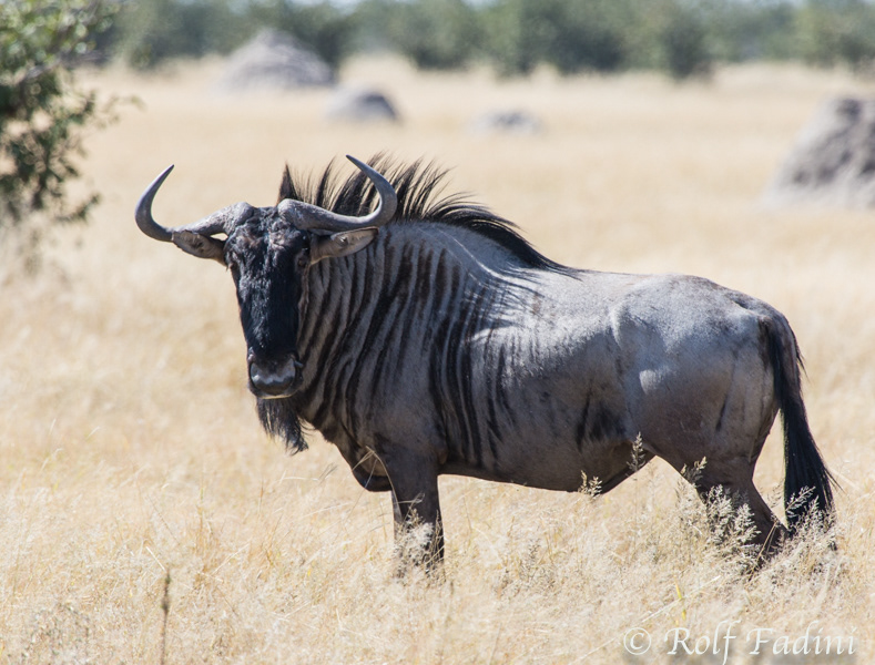 Streifengnu (Connochaetes taurinus) 01 - Namibia