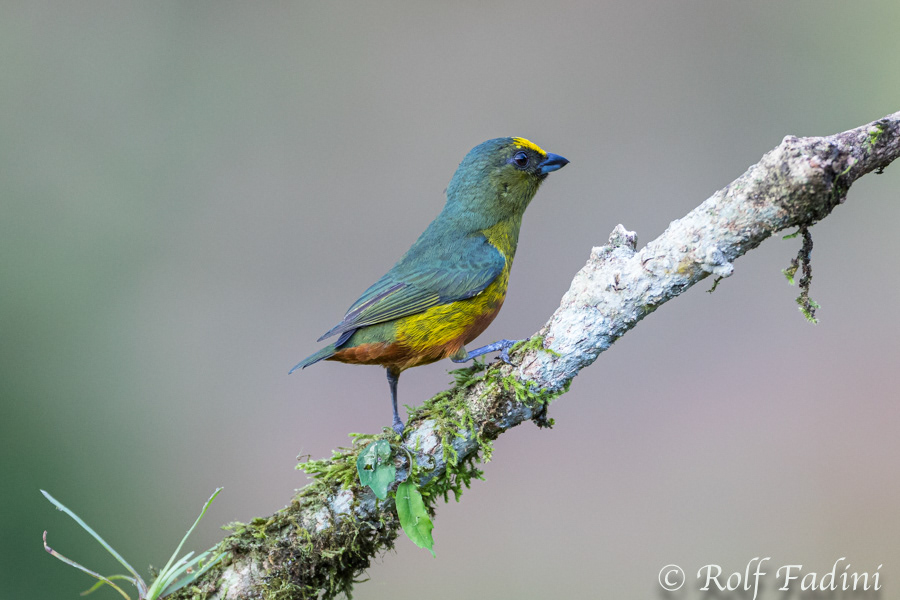 Olivrückenorganist (Euphonia gouldi) 01 - Männchen (Costa Rica)