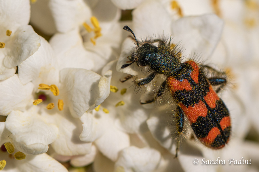 Zottiger Bienenkäfer (Trichodes alvearius) 01