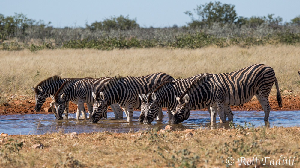 Steppenzebra (Equus quagga) 02 - Namibia