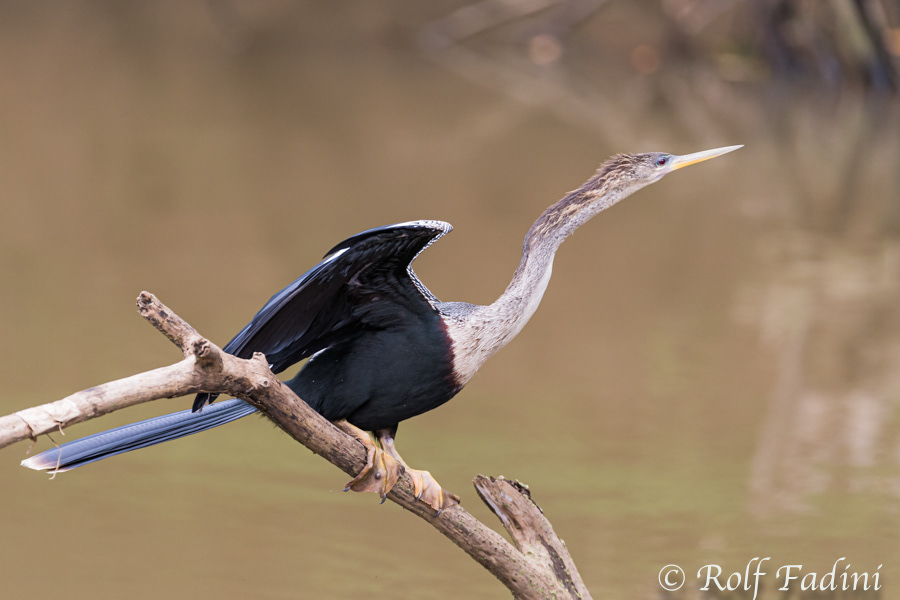 Amerikanische Schlangenhalsvogel (Anhinga anhinga) 02 - Costa Rica