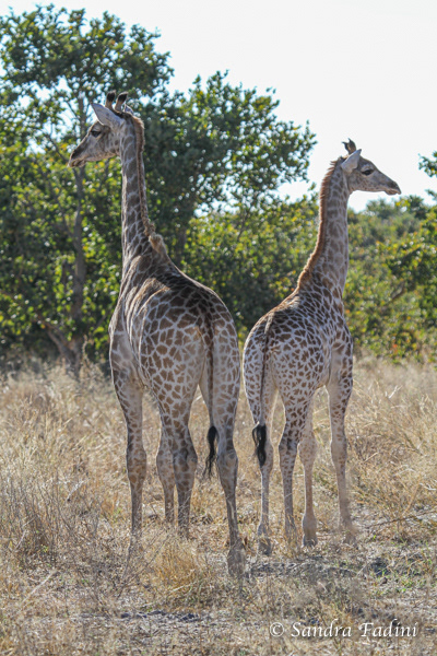 Angola-Giraffe (Giraffa giraffa angolensis) 12 - Botswana