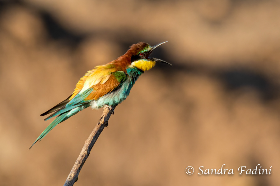 Bienenfresser (Merops apiaster) 07