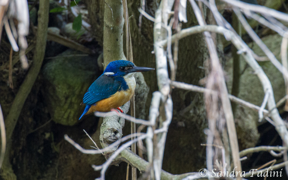 Kolbalteisvogel (Alcedo semitorquata) 01 - Südafrika