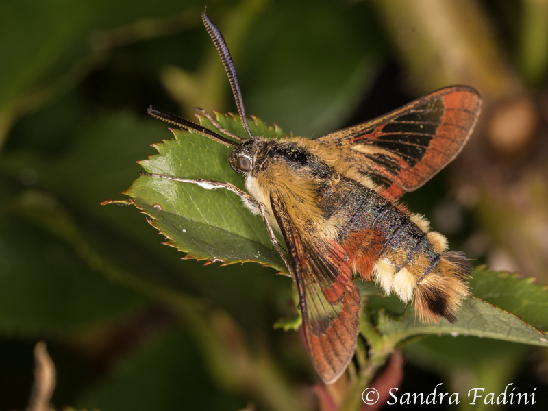 Hummelschwärmer (Hemaris fuciformis) 01