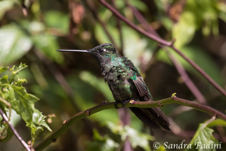 Violettkron-Brillantkolibri (Eugenes fulgens) 04 - Costa Rica