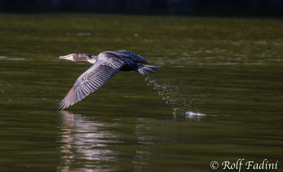 Kormoran (Phalacrocorax carbo) 01 - im Flug
