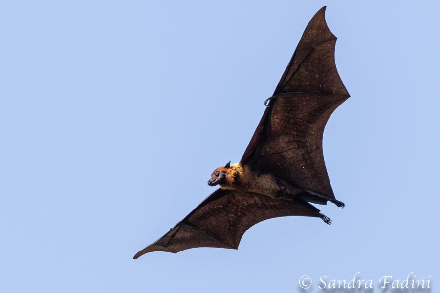 Indischer Riesenflughund (Pteropus giganteus) 03 - Sri Lanka