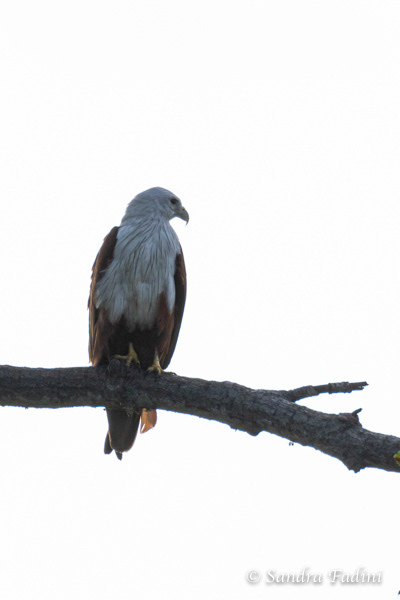 Brahminenweih (Haliastur indus) 04 - Sri Lanka