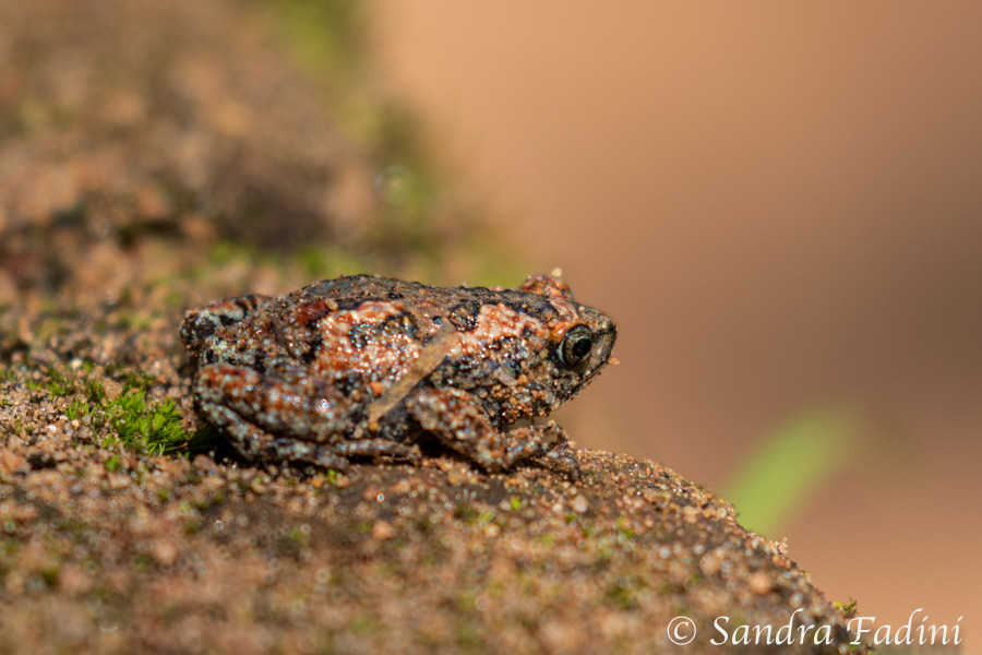 Kugelfrosch (Uperodon taprobanicus) 01 - Sri Lanka