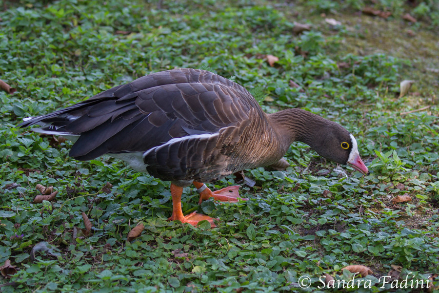 Zwerggans (Anser erythropus) 02