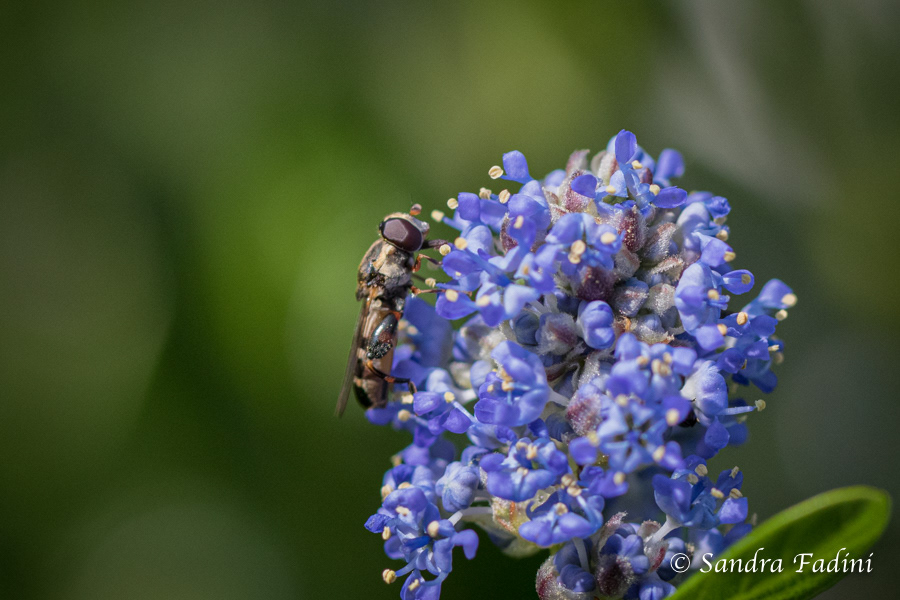 Gemeine Keulenschwebefliege (Syritta pipiens) 01 - Weibchen