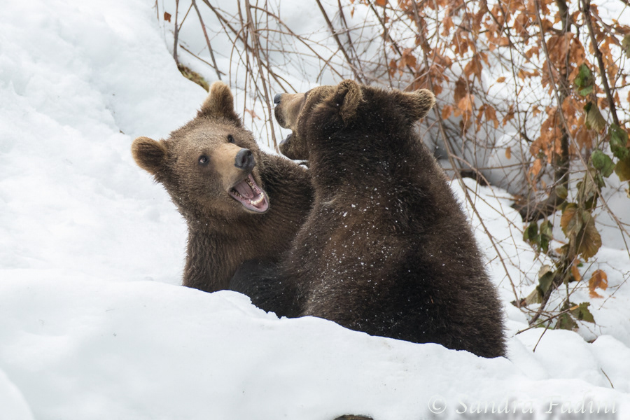 Braunbär (Ursus arctos) 10 - captive