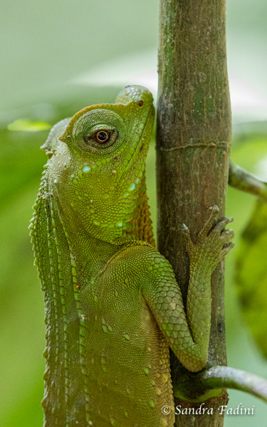 Lyrakopfagame (Lyriocephalus scutatus) 01 - Sri Lanka