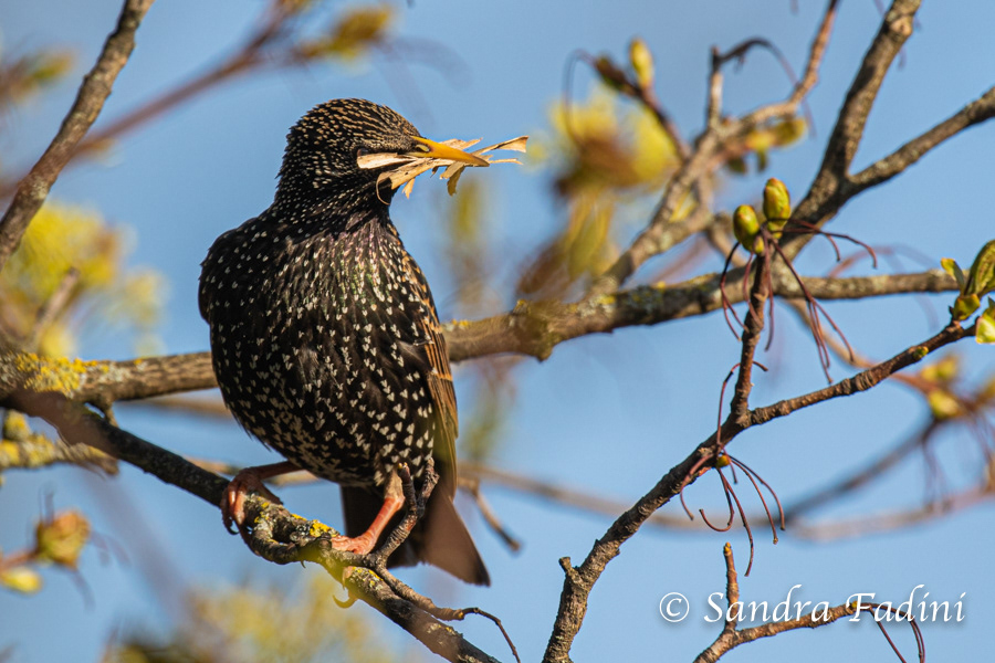 Star (Sturnus vulgaris) 02 - mit Nistmaterial im Schnabel