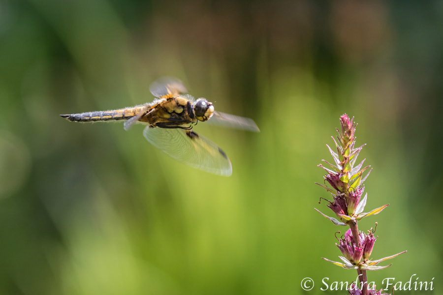 Vierfleck (Libellula quadrimaculata) 04 - im Flug