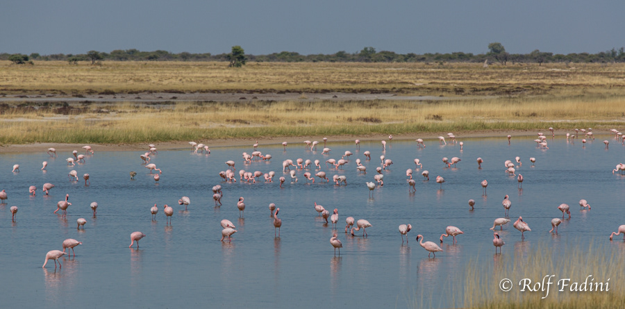 Namibia 38 - Etosha Region