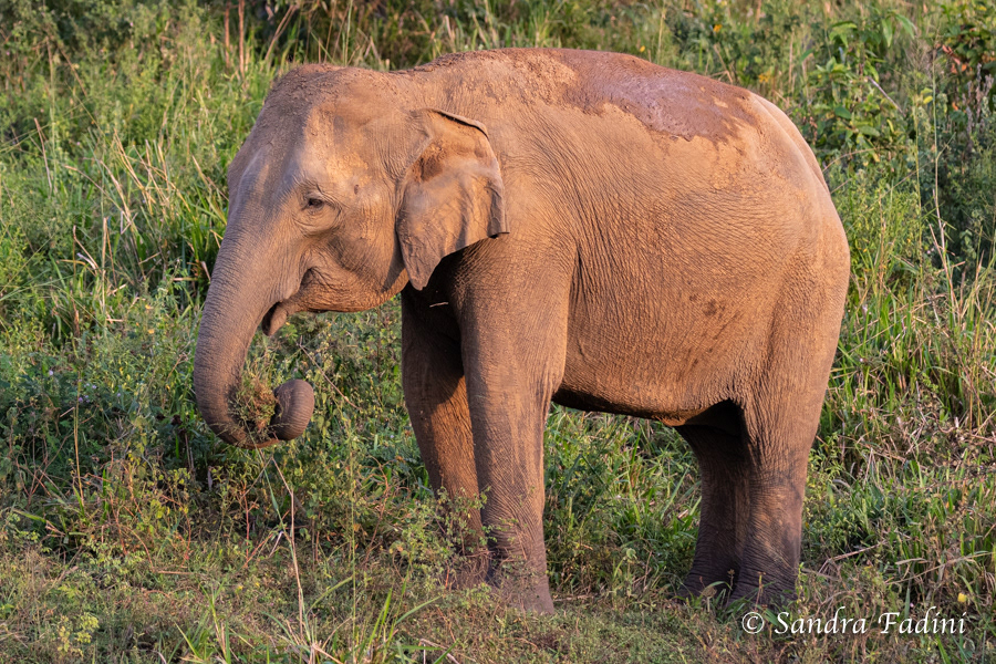 Asiatischer Elefant (Elephas maximus) - Sri Lanka