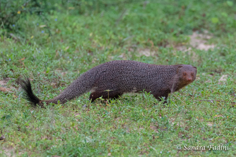 Indische Rotmanguste (Herpestes smithii) 01 - Sri Lanka