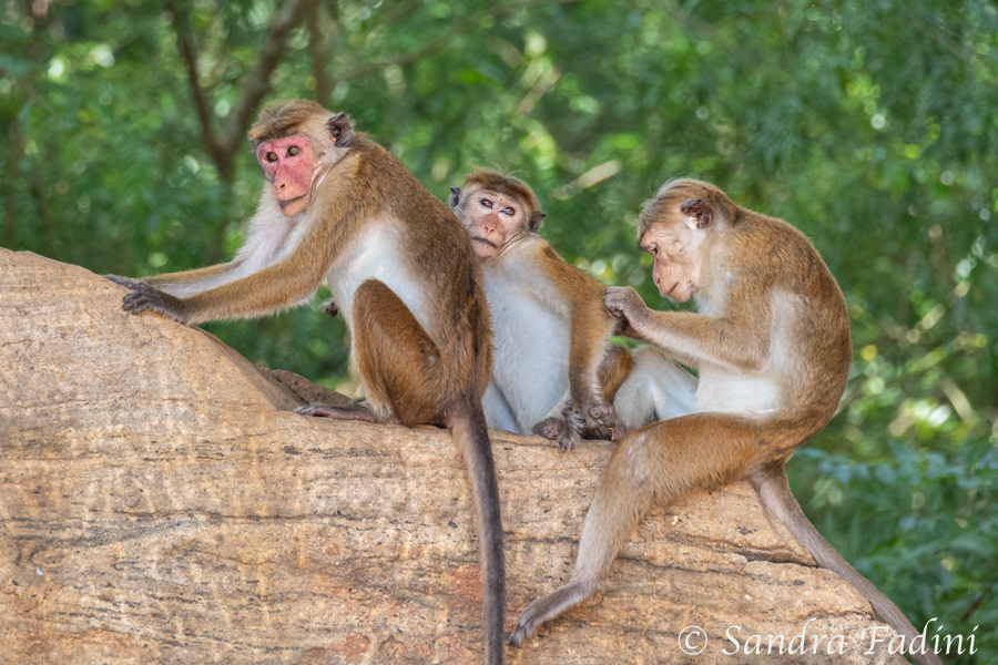 Ceylon-Hutaffe (Macaca sinica) 11 - Sri Lanka