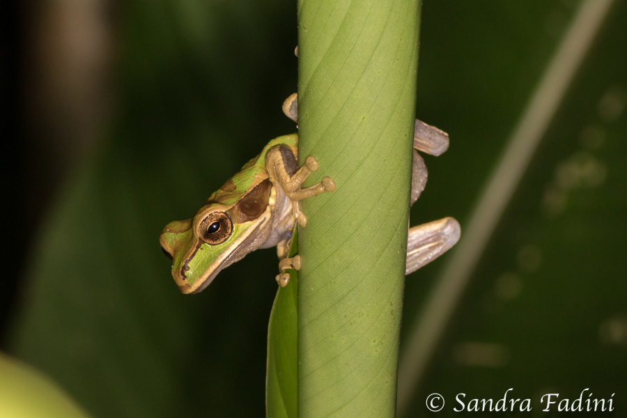 Costa-Rica-Laubfrosch (Smilisca phaeota) 02 - Costa Rica
