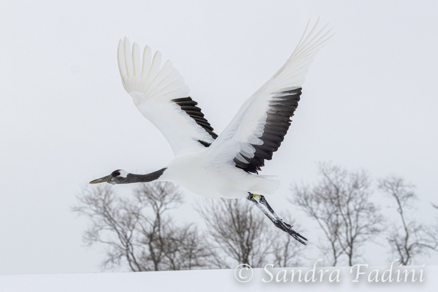 Mandschurenkranich (Grus japonensis) 16 - Abflug (Japan)