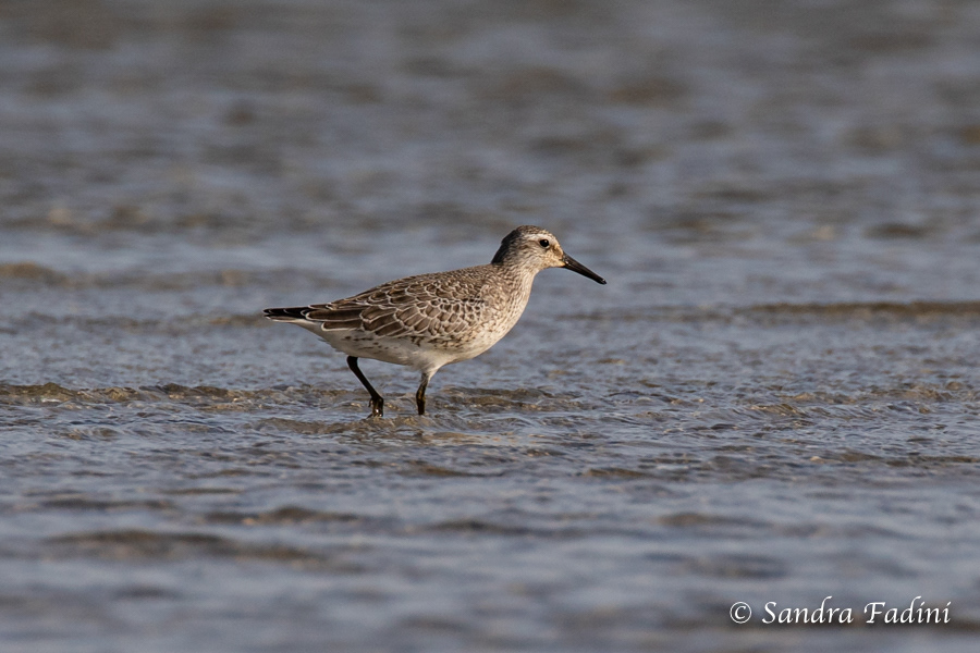 Knutt (Calidris canutus) 01