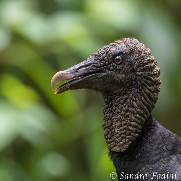 Rabengeier (Coragyps atratus) 03 - Costa Rica
