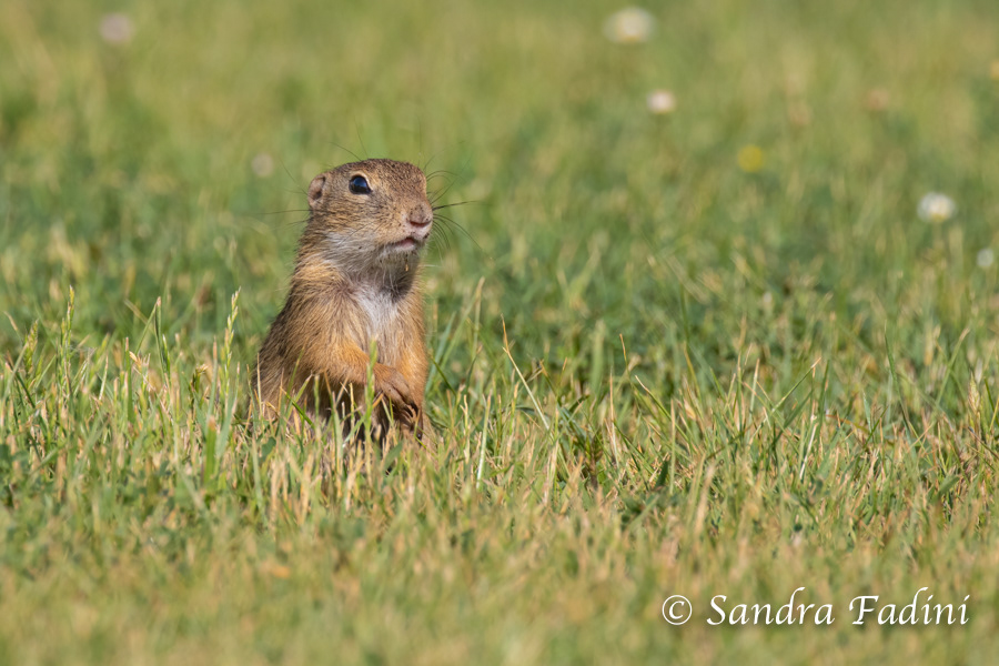 Europäischer Ziesel (Spermophilus citellus) 05 - Österreich