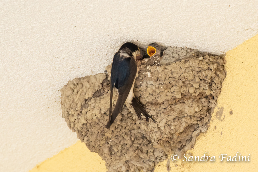 Mehlschwalbe (Delichon urbicum) 02 - im Nest mit Jungvögeln (Österreich)
