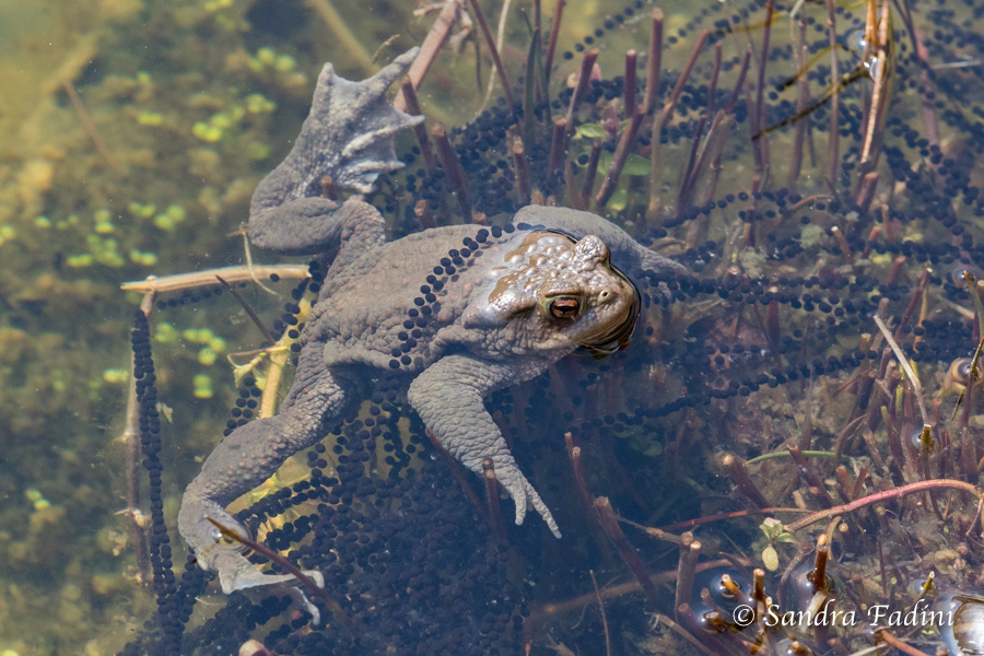 Erdkröte (Bufo bufo) 06