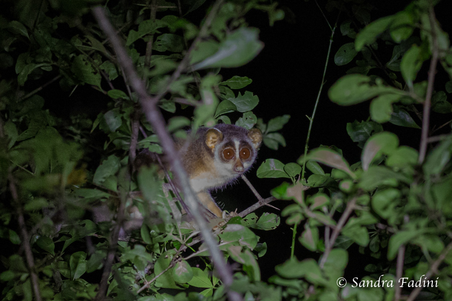 Grauer Schlanklori (Loris lydekkerianus) 01 - Sri Lanka