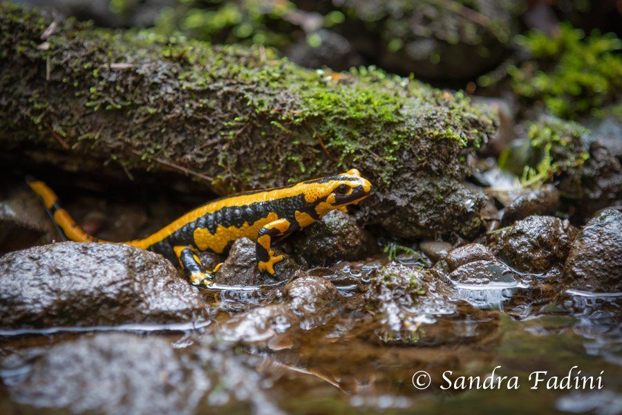 Feuersalamander (Salamandra salamandra terrestris) 03