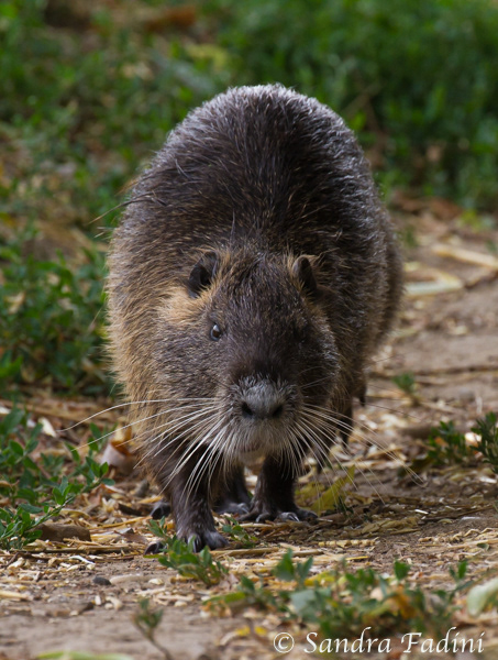 Nutria (Myocastor coypus) 12