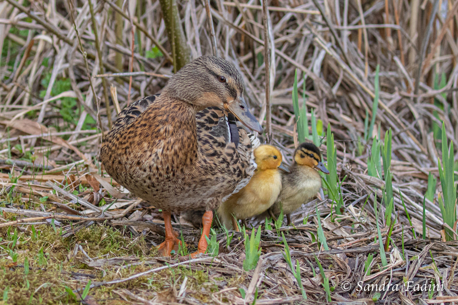 Stockente (Anas platyrhynchos) 13 - Weibchen mit Küken