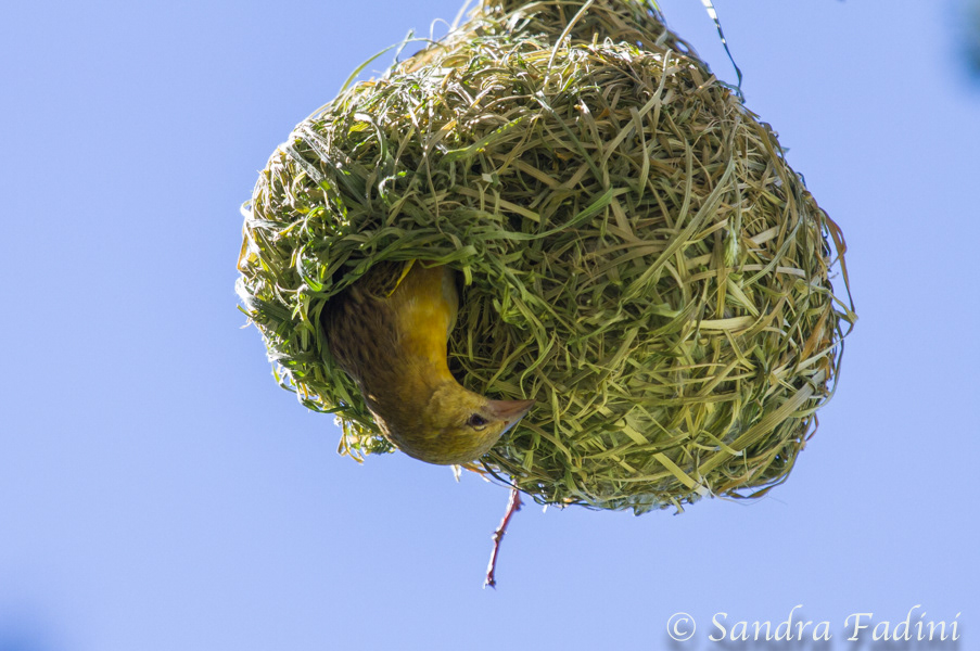 Maskenweber (Ploceus velatus) 02 - Weibchen am Nest (Namibia)