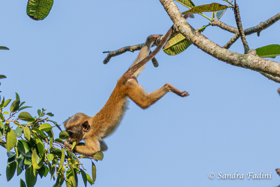 Ceylon-Hutaffe (Macaca sinica) 07 - Sri Lanka