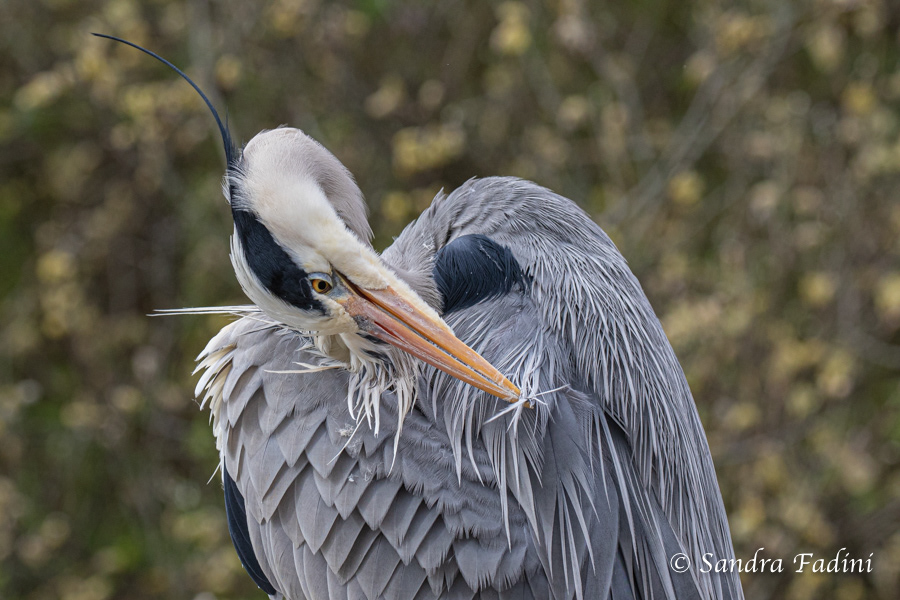 Graureiher (Ardea cinerea) 06 - bei der Gefiederpflege