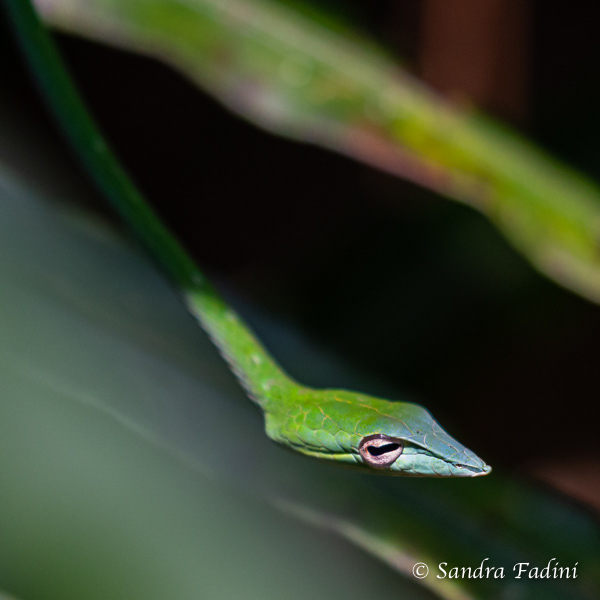 Nasen-Peitschennatter (Ahaetulla nasuta) 03 - Sri Lanka