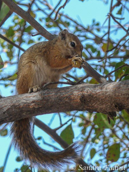 Ocker-Buschhörnchen (Paraxerus ochraceus) 01 - Botswana